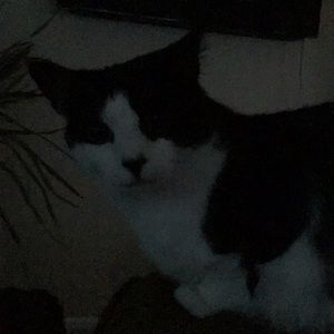 Meet your Posher, Harry